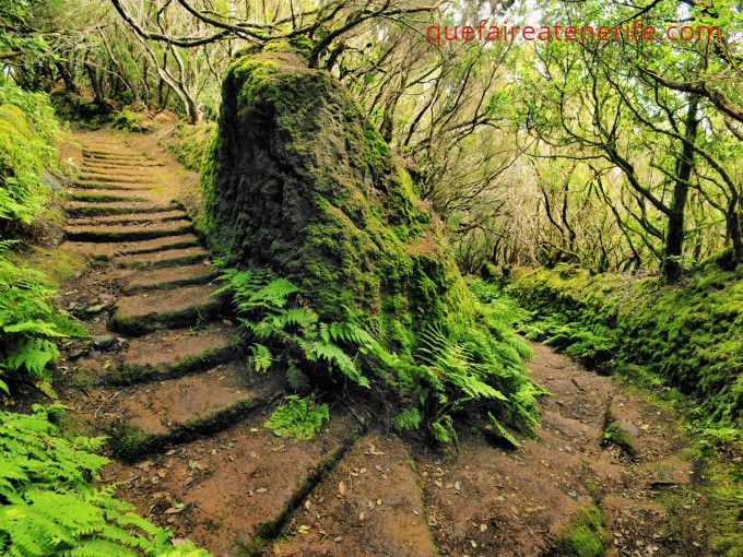 Chemin du parc d'Anaga à Tenerife